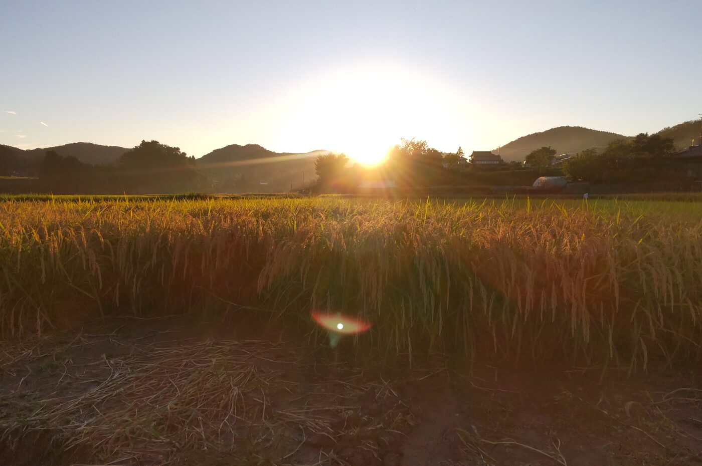 夕暮れの稲田