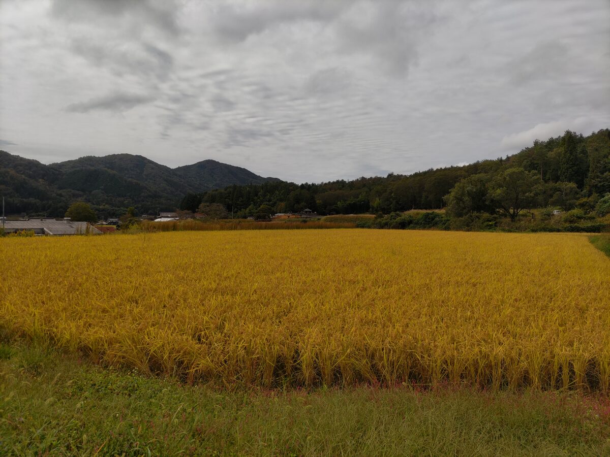 収穫期を迎えた安芸高田市の田んぼ